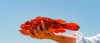 Grupo Amida – catering en Palma