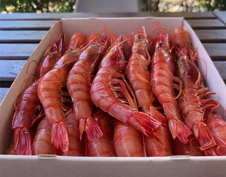Paellas Gigantes y eventos Cuenca – catering en Cuenca (foto 3 de 12)